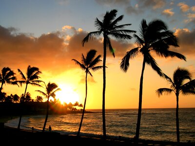 Palm tree hawaii beach photo