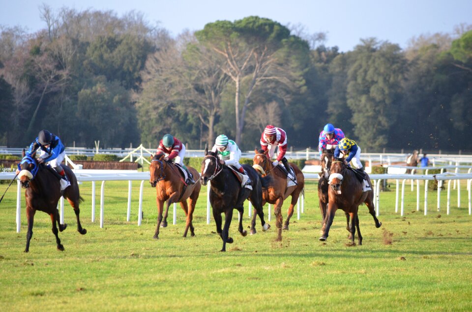 Hippodrome corse horses