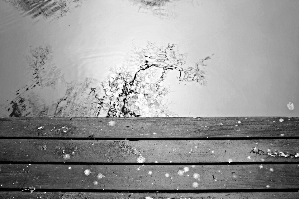 Branches tree lake