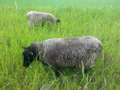 Black animal farm