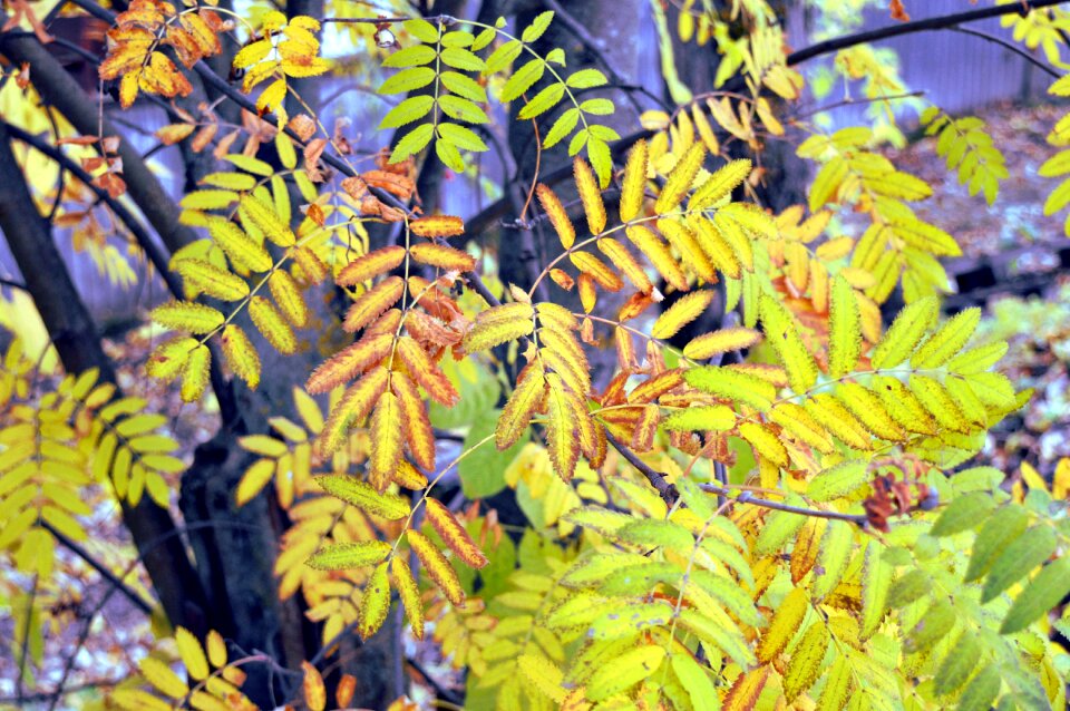 Plant september leaves mountain ash