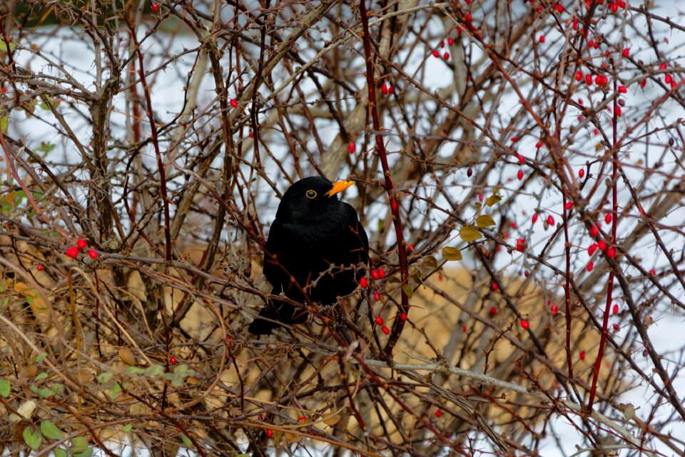 Hedge winter thorns