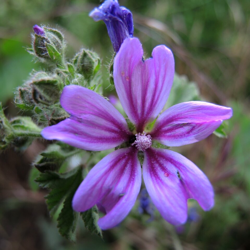 Purple nature pink