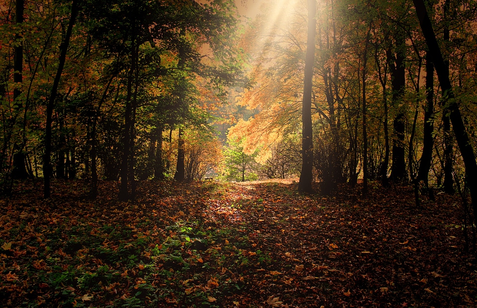 Mood orange nature