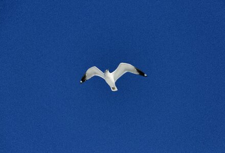 Gull seagull bird photo