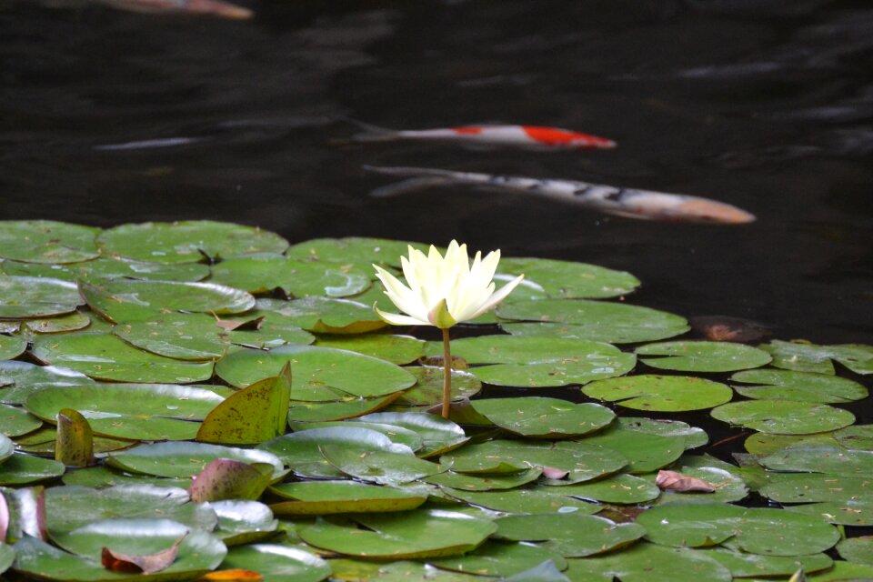 Aquatic plant nuphar lutea pond plant