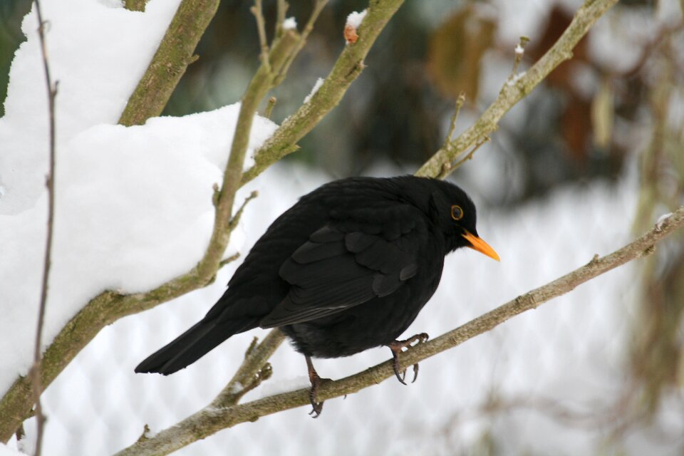 Songbird winter food
