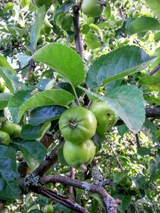 Fresh green apple tree