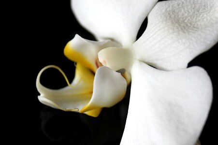 Blossom bloom white yellow photo