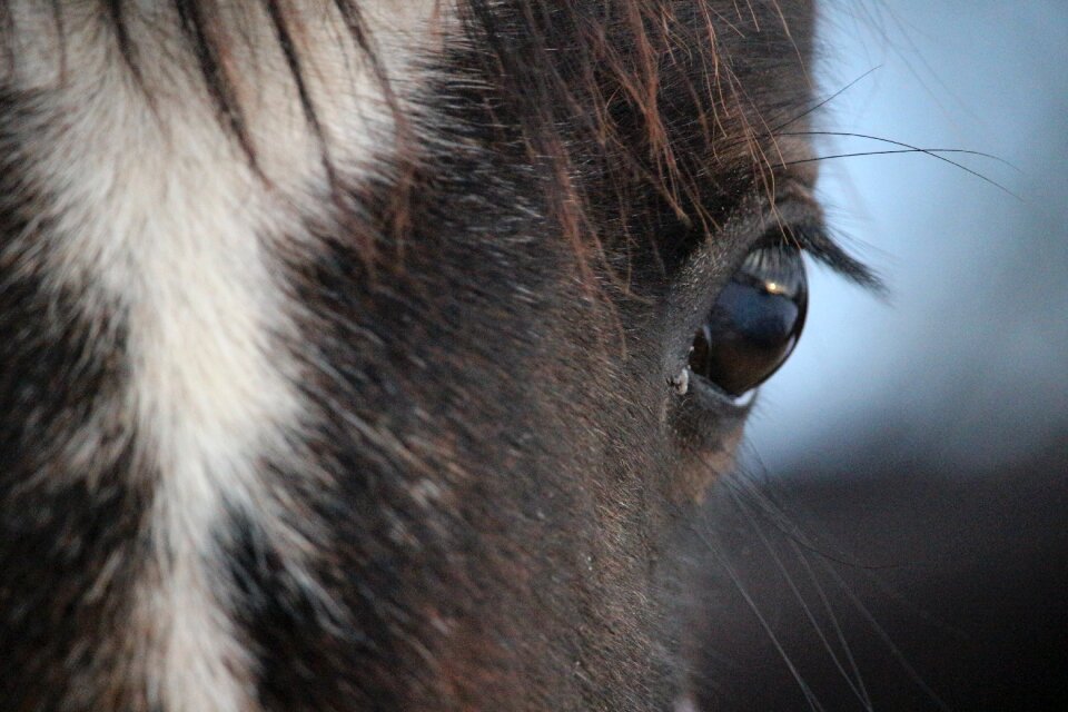 Blaze brown mold thoroughbred arabian