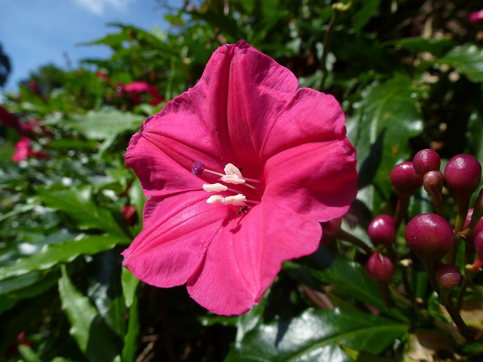 Plant flower sri lanka