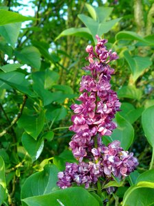Purple flower bloom spring