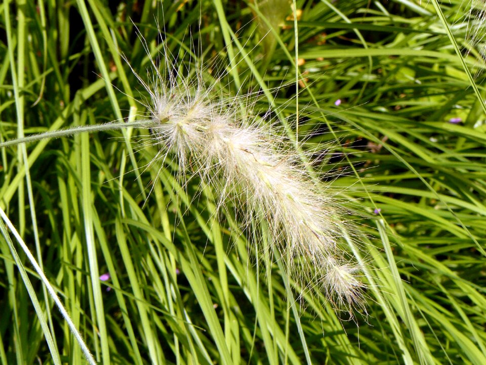 Summer grass close up