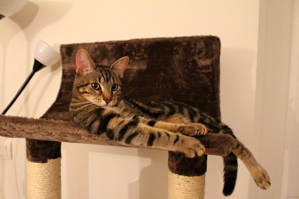 Tabby cat kitten cat tree