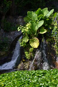 Landscape flow jungle