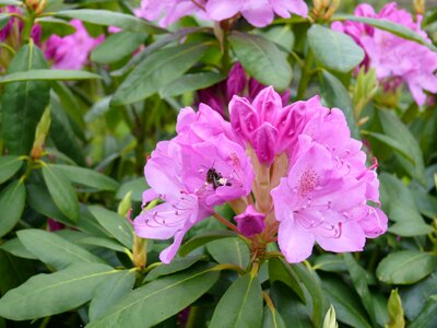 Bloom garden pink flower