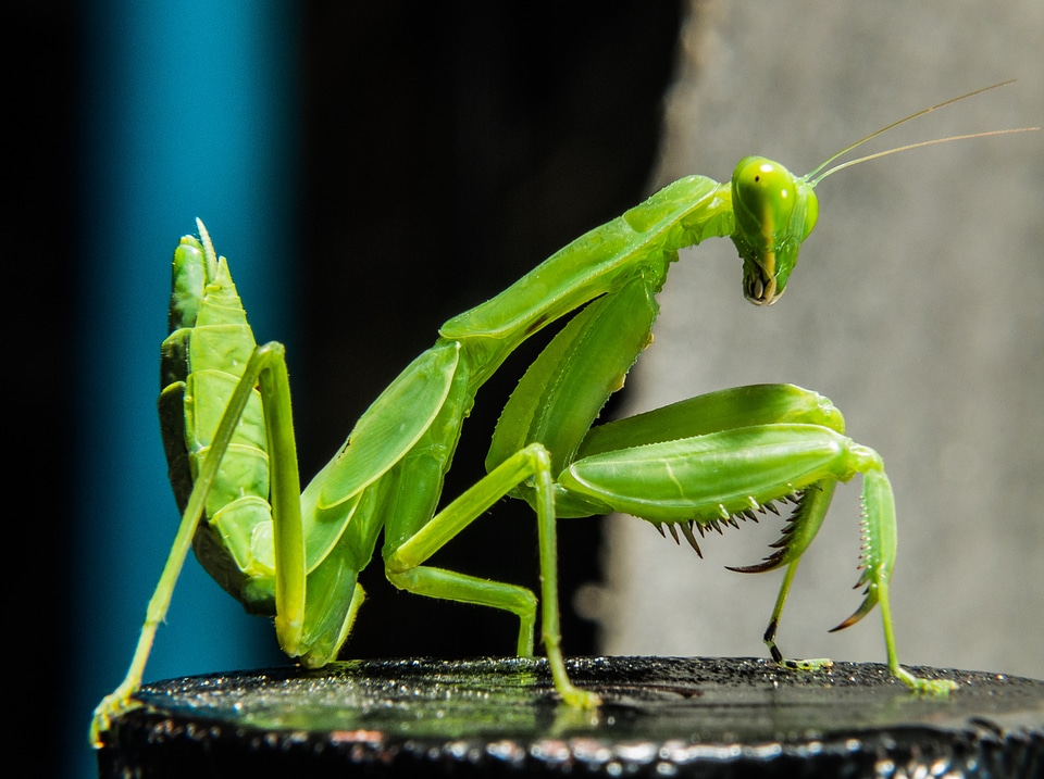Fishing locust green close up