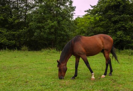 Mount horse riding crin photo