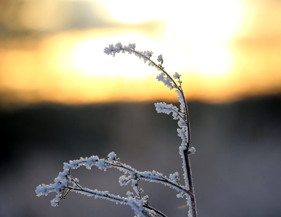Ice eiskristalle rumex