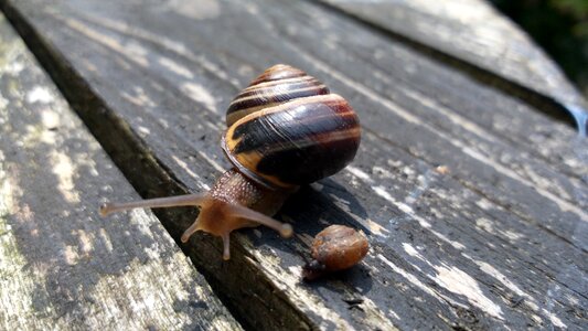 Wood crawling mollusc