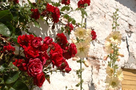 Roses flowers red rose