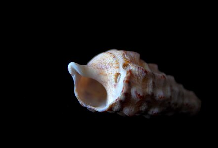 Nature shell molluscum photo