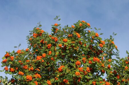 Crown tree rowan