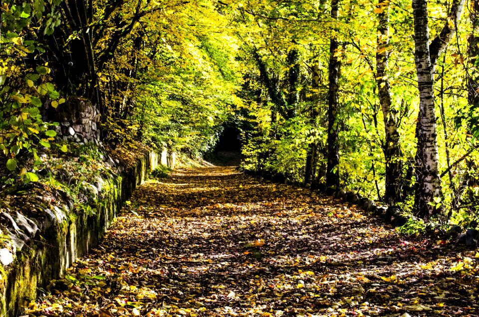 Leaves autumn day away