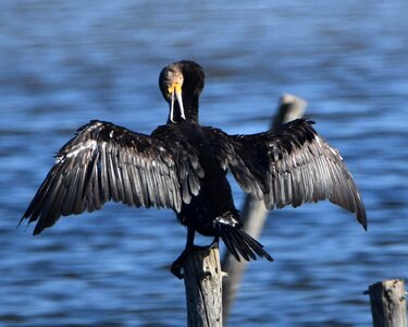 Wings bird black feathers