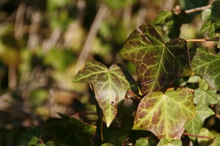 Green leaves
