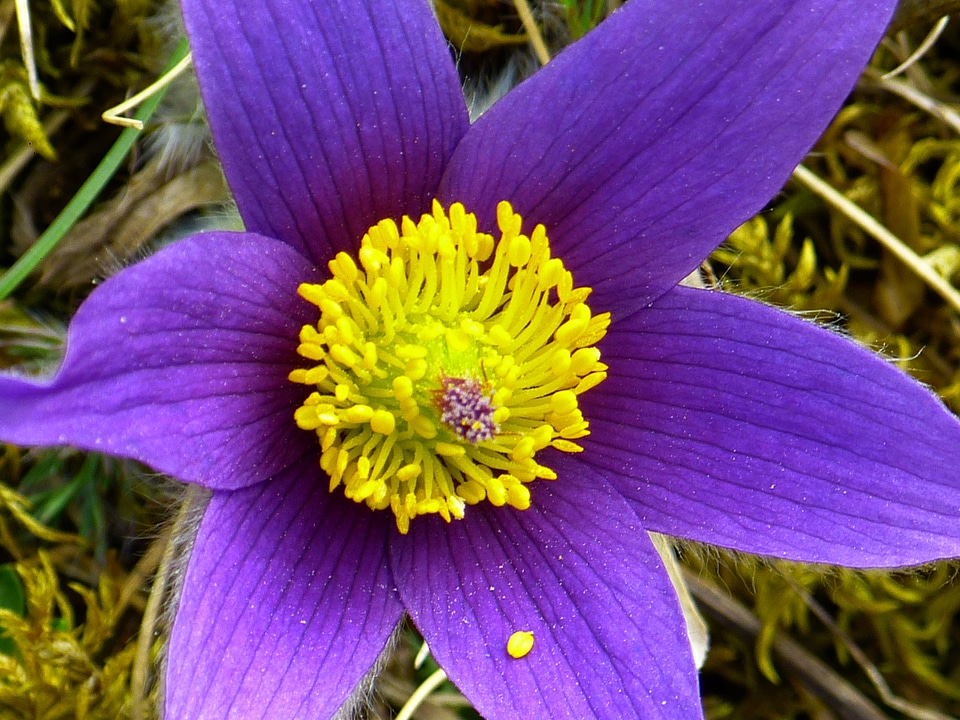 Flower purple blue