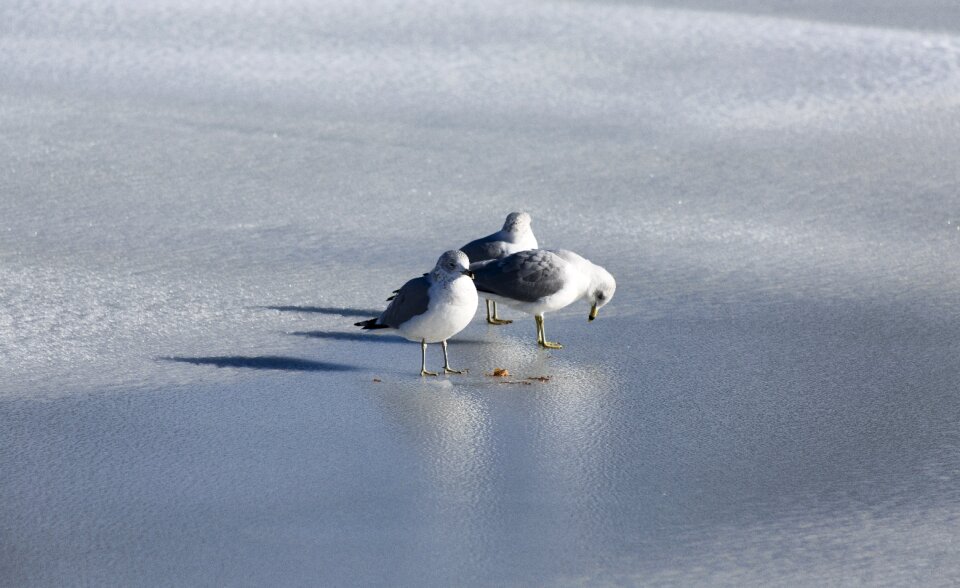 Bird wildlife coast