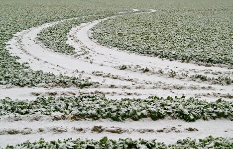 Tracks in the snow field of rapeseeds snow