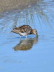 Search food fauna nature