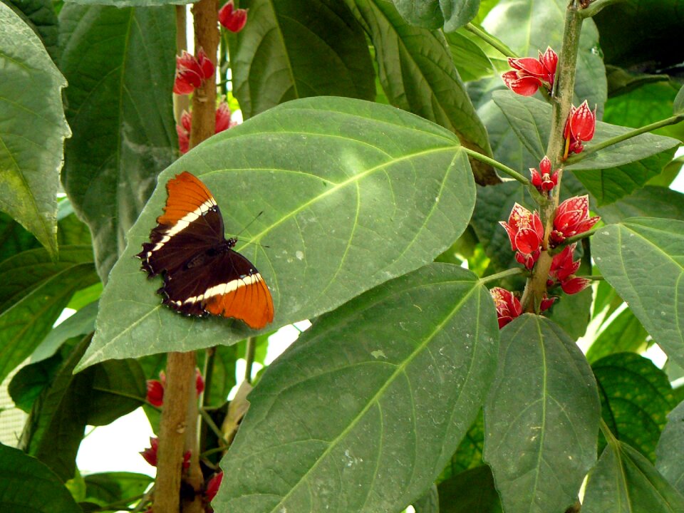 Nature green red