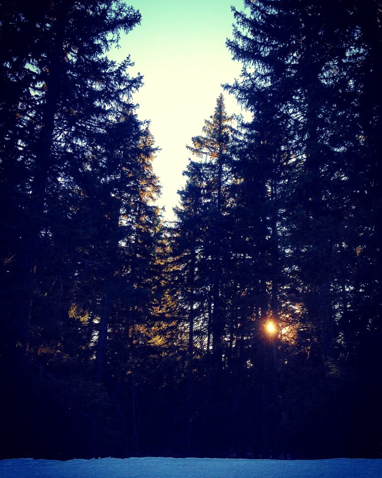 Snow fir forest