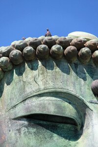 Japan kōtoku-in temple dove photo