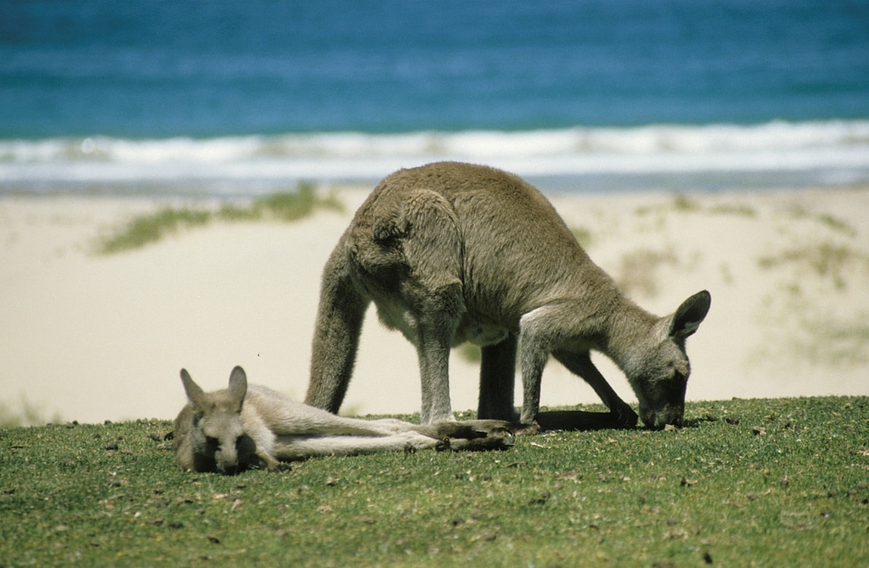 Wallabies wallaby animal
