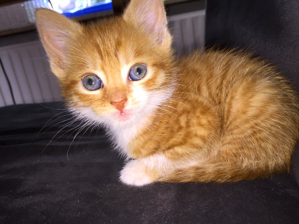 Cats cat kitten