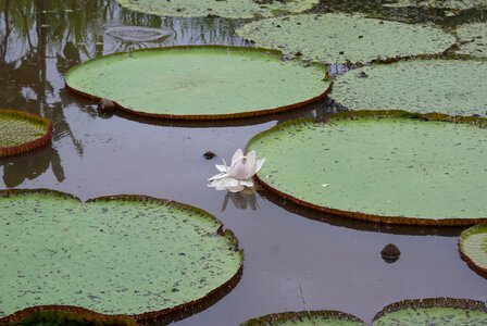 Water plants water lily lotus