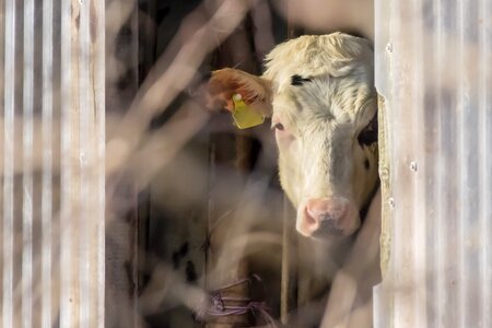 Battles fear livestock
