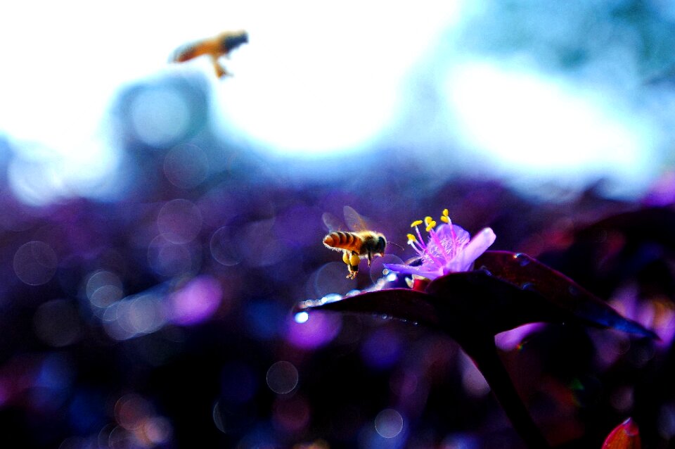Animal bee insect