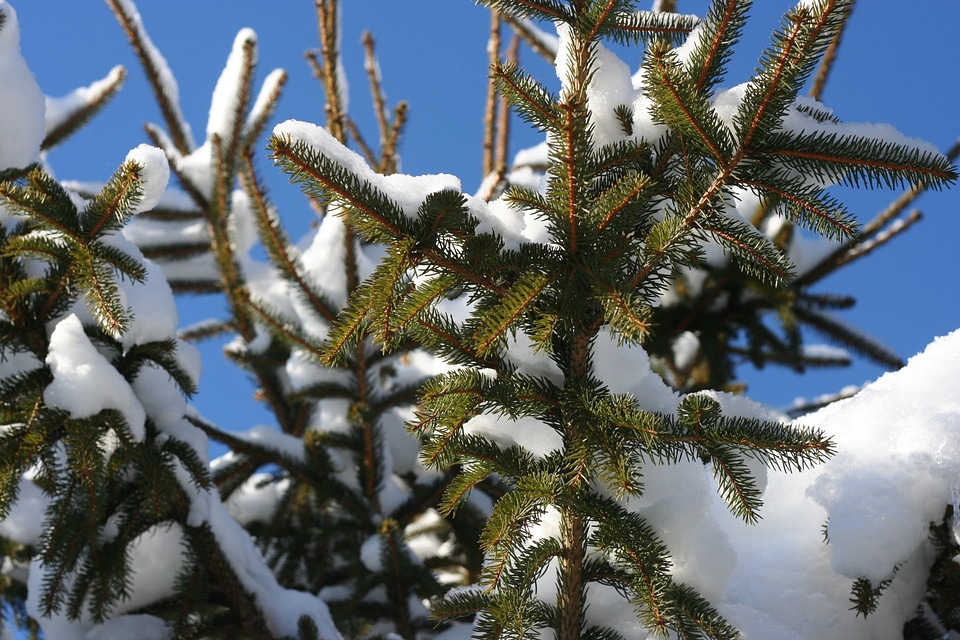 Conifer closeup frost