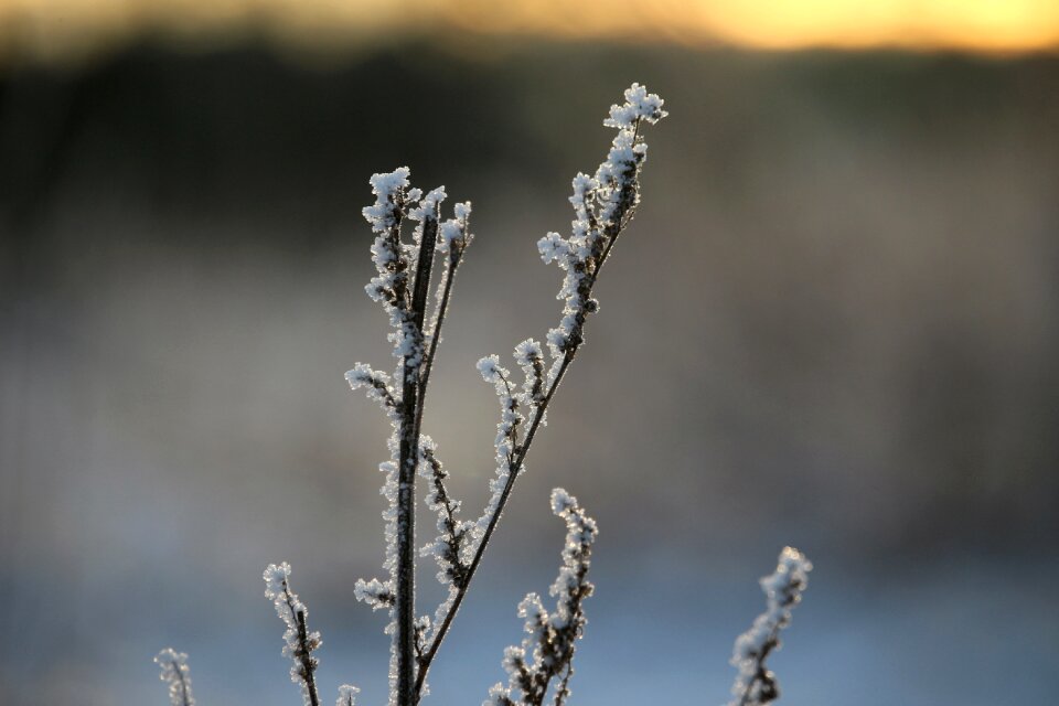Ice eiskristalle mugwort