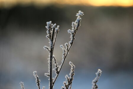 Ice eiskristalle mugwort
