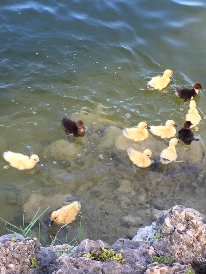 Summer wildlife lake