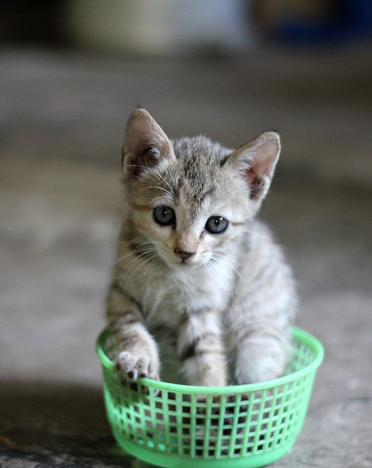 Cute pet feline