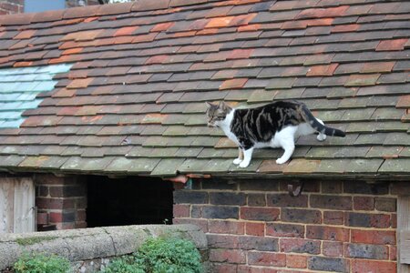 Animal nature cute farm cat
