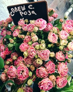 Flowers roses pink roses