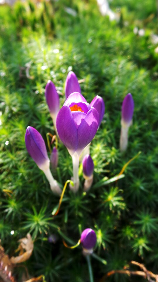 Purple flower spring